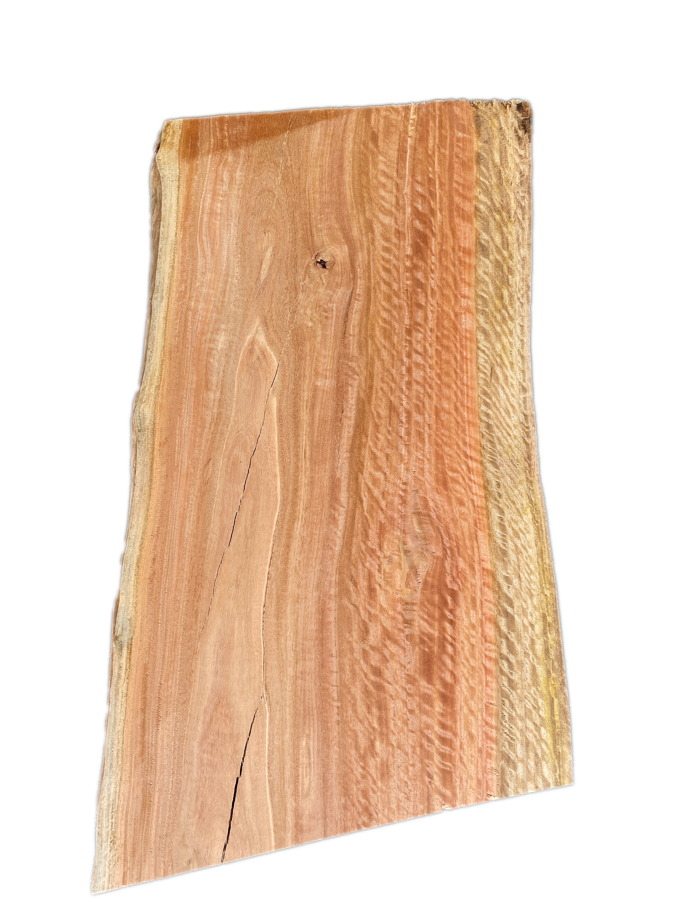 Eucalpytus