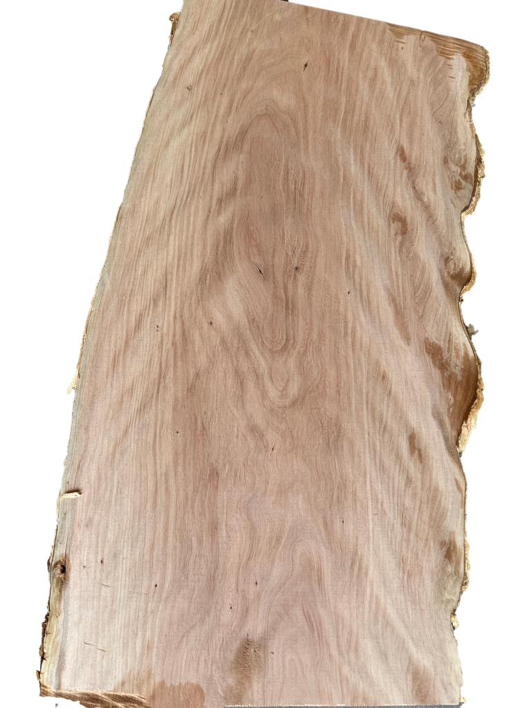 melaleuca cutout 2